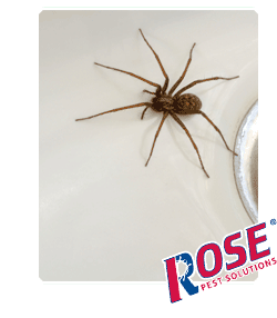 Spider In A Home In Columbus OH